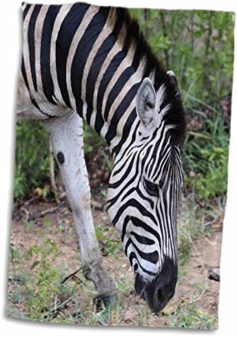 3d Изображение на животното Свен Херкенрата - Едър план зебра, пасущейся в Гората - Кърпи (twl-275859-3)